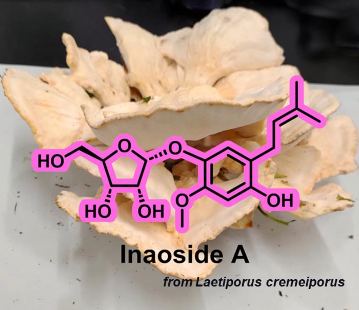 Researchers from Japan discovered a new antioxidant, Inaoside A, along with three other known bioactive compounds, from Laetiporus cremeiporus, an edible mushroom variety.