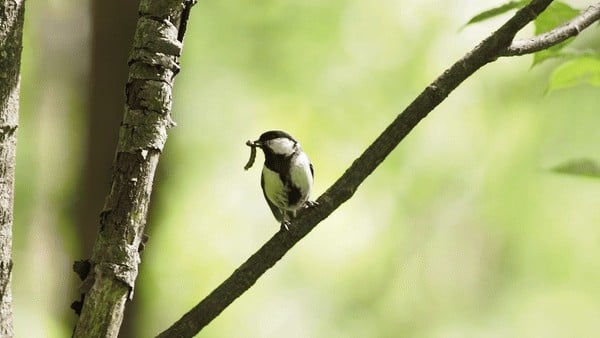 Polite bird