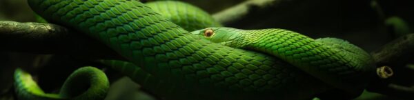 Taking the bite out of snake venom