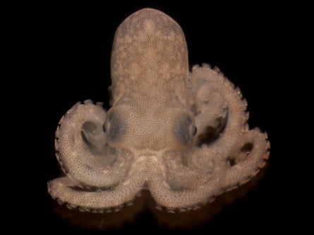 Rising Ocean Temperatures Threaten Octopus Vision and Survival