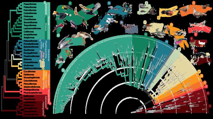 The updated bird family tree, published in Nature, delineating 93 million years of evolutionary relationships between 363 bird species.