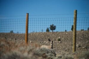 Mule deer taking Deer 255's route must cross nearly 200 fences annually on their seasonal migrations.