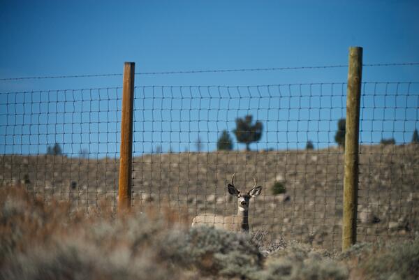 Mule deer taking Deer 255's route must cross nearly 200 fences annually on their seasonal migrations.