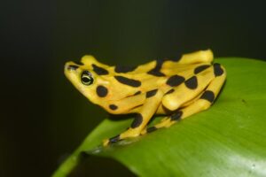 Panamanian golden frog is nearing extinction.