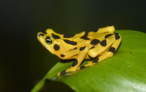 Panamanian golden frog is nearing extinction.