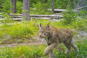 Using a model validated by historic records, researchers found that in 1900, Canada lynx had more suitable habitat in the U.S. than the few northern corners of the country where they are found currently. The model also helped reveal more potential future habitat for lynx in the future: namely in parts of Utah, central Idaho and the Yellowstone National Park region.