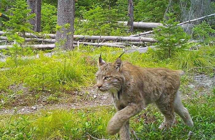  namely in parts of Utah, central Idaho and the Yellowstone National Park region.