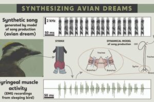 Vocal muscle activity of birds during sleep can be translated into synthetic songs.