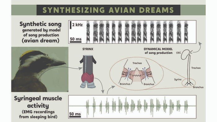 Vocal muscle activity of birds during sleep can be translated into synthetic songs.