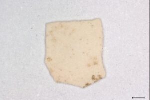 An eggshell fragment from the site of Bash Tepa, representing one of the earliest pieces of evidence for chickens on the Silk Road