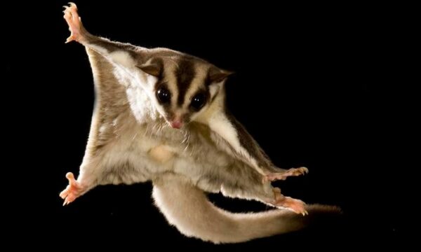 a sugar glider soaring through the air, with its patagium fully extended