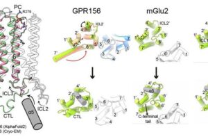 activation mechanism of GPR156