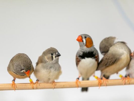 Zebra Finch Babbling Crucial for Song Learning, Study Reveals