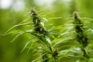 Cannabis growing in a field