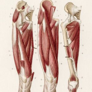 Muscles leg anatomy engraving 1886. Image credit: iStock