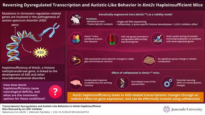 Genes involved in chromatin modification and gene transcription are associated with the progression of neurodevelopmental disorders. Researchers from Japan have developed a new mouse model to study the molecular mechanism behind the ability of KMT2C to cause autism spectrum disorder. They also showed that vafidemstat has a rescuing effect by normalizing disrupted gene expression.