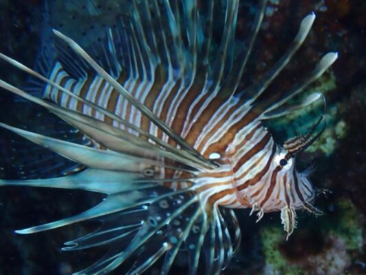 Invasive Lionfish Rapidly Spreading in Mediterranean, Threatening Biodiversity