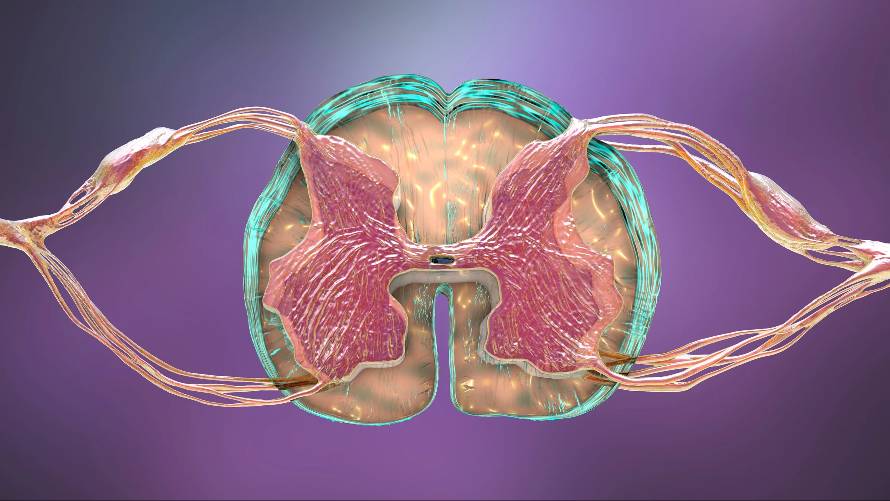 3D illustration showing a cross-section of the human spinal cord