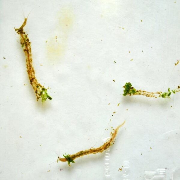 The worm Platynereis dumerilii in a box