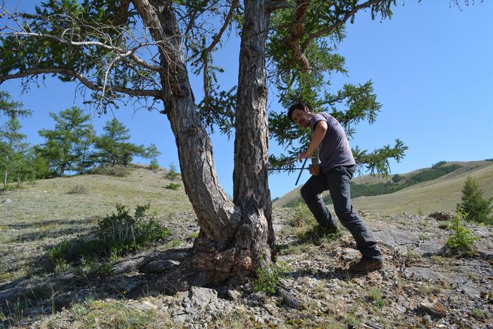 Tree Rings Reveal 2023 as Hottest Summer in Northern Hemisphere in 2,000 Years