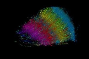 Six layers of excitatory neurons color-coded by depth.