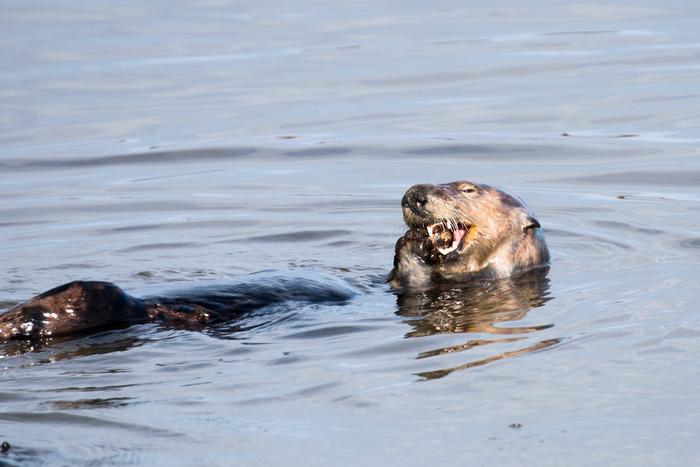 A southern sea otter preys on a marine animal.