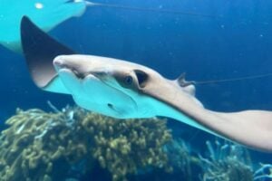 After hundreds of years, study confirms Bermuda now home to cownose rays