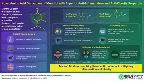Menthol Derivatives Show Promising Anti-Inflammatory and Anti-Obesity Effects