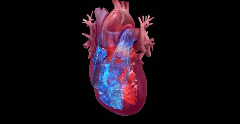 4 chambers of the heart: right atrium, right ventricle, left atrium, left ventricle.