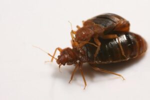 Copulating bedbugs