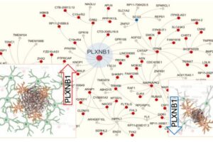 Icahn Mount Sinai researchers find PLXNB1, a hub gene predicted to drive a gene subnetwork causally linked to human AD, is upregulated in reactive astrocytes surrounding amyloid plaques.