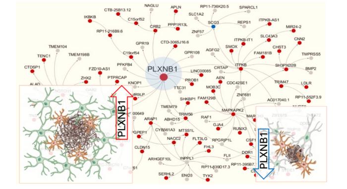 Icahn Mount Sinai researchers find PLXNB1, a hub gene predicted to drive a gene subnetwork causally linked to human AD, is upregulated in reactive astrocytes surrounding amyloid plaques.