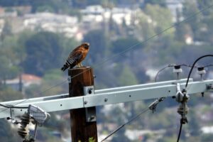 Hawk on a powerline in Los Angeles