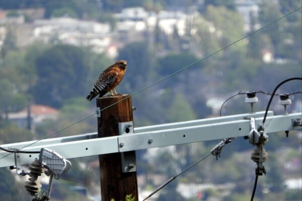 Hawk on a powerline in Los Angeles...                    </div>

                    <div class=