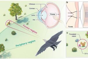 Structures and functions of bird’s eye. (a) Bird vision. (b) Deep central fovea and four types of cones. (c) Foveated vision and tetrachromatic vision.