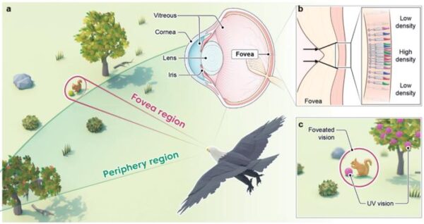 Structures and functions of bird’s eye. ...                    </div>

                    <div class=