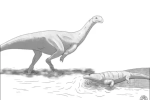 Artist reconstruction of Musankwa sanyatiensis, walking in Triassic shallow waters past a metoposaur.