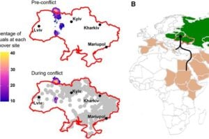 Distribution, migration, and stopover use in Ukraine for Greater Spotted Eagles