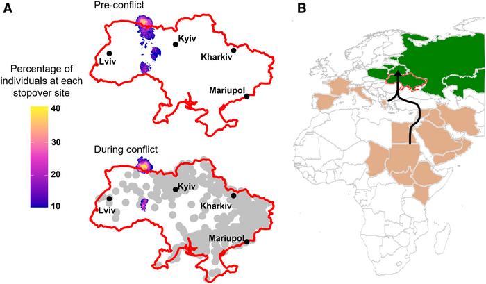 Distribution, migration, and stopover use in Ukraine for Greater Spotted Eagles