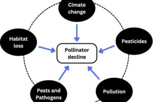 Threats to pollinators