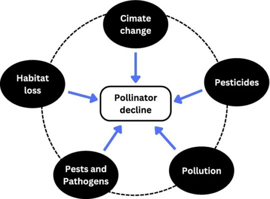 Climate Change Poses Grave Threat to Pollinators, Imperiling Biodiversity and Food Security