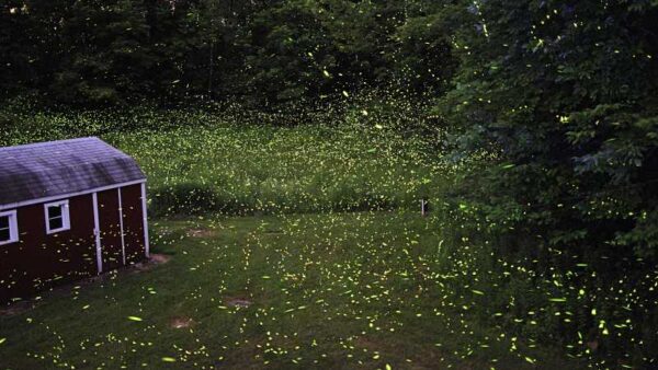 Fireflies lighting up a backyard in New York.