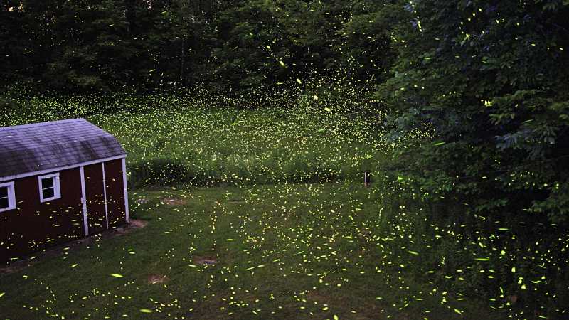 Fireflies lighting up a backyard in New York.