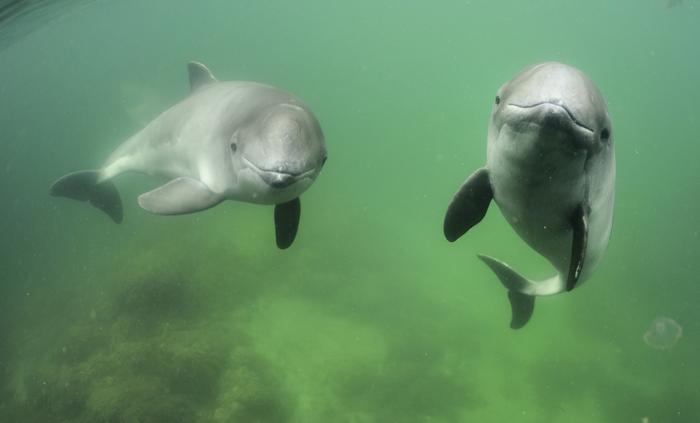 Harbor porpoises need to eat 2000 fish a day to meet their energy needs. Not because it's demanding to swim, dive and hunt as they are streamlined and very energy efficient. They simply need vast amounts of energy to keep warm in the cold water.