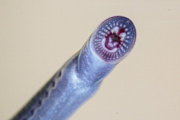 Endangered Australian Brook Lamprey Discovered in Tropical Waters, Extending Its Range by Over 1,000 km