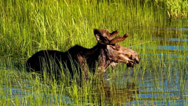 Parasitic Brain Worm Linked to Declining Moose Populations in North America