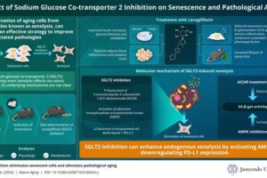 senolytic infographic