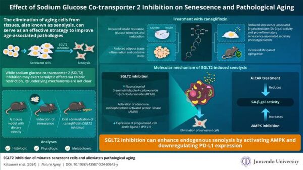 senolytic infographic