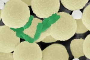 To clean water, researchers have designed swarms of tiny, spherical robots (light yellow) that collect bacteria (green) and small pieces of plastic (gray).