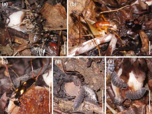 Tiny Invertebrates Like Woodlice and Earwigs Found to Disperse Seeds, Setting New Record